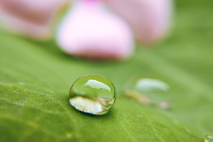 虫がついてくるスピリチュアルな意味