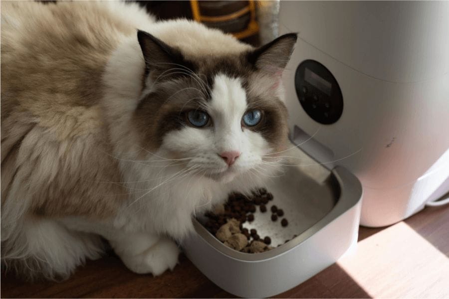 猫がゴキブリを食べることはあるのか?