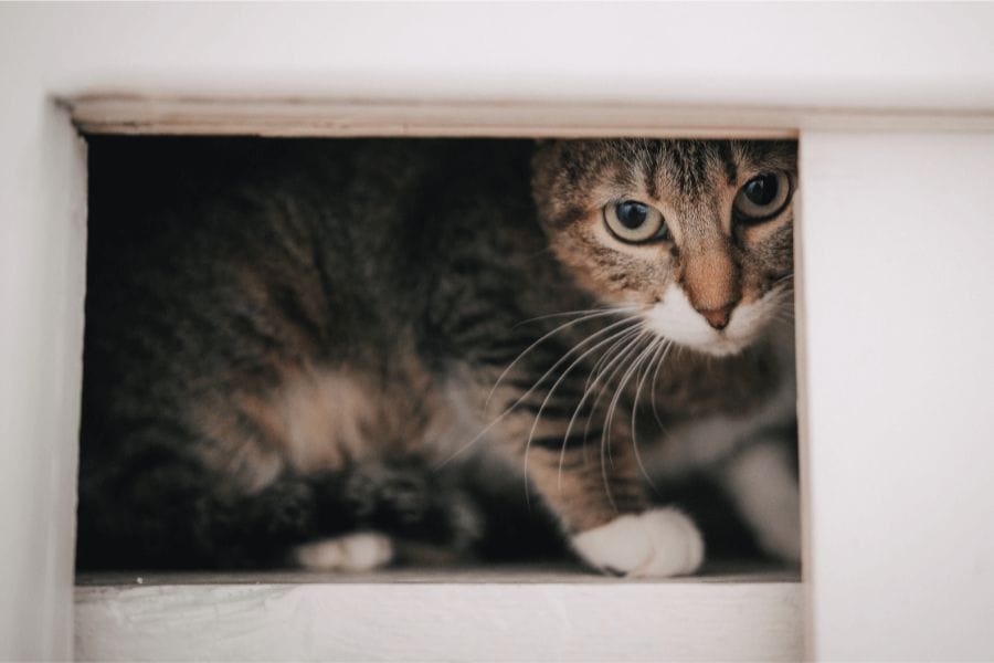 猫がゴキブリを怖がることはある?