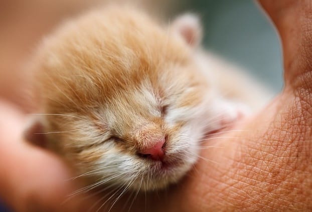 ネコは警戒心がとっても強い生き物