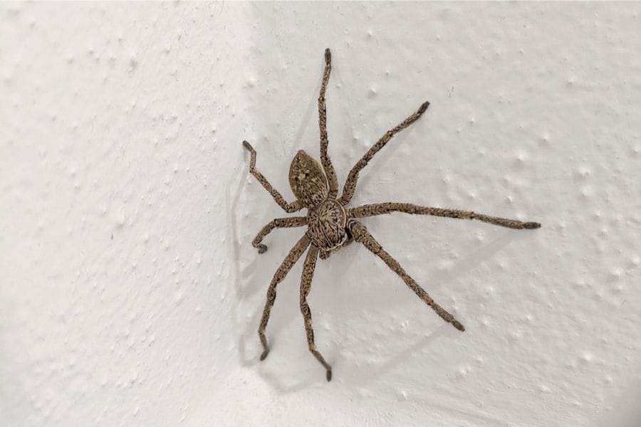 蜘蛛はゴキブリを食べる?