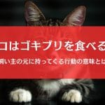 猫はゴキブリを食べるの？捕まえる＆持ってくる行動の意味を徹底解説