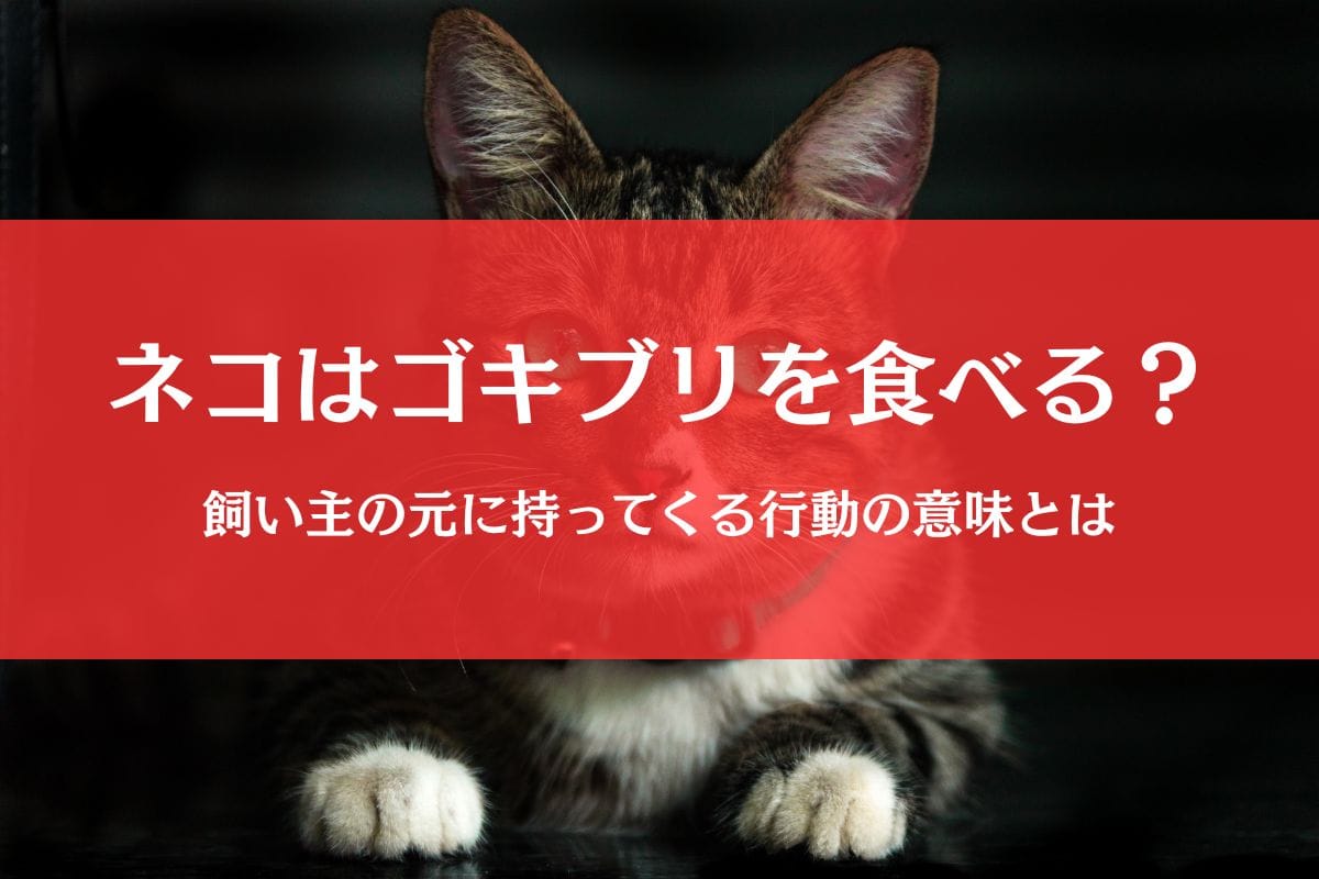 猫はゴキブリを食べるの?捕まえる&持ってくる行動の意味を徹底解説