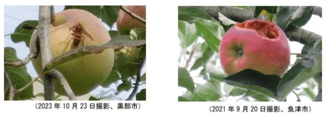果樹園で果実を食べるスズメバチ