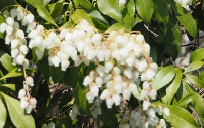 アセビ(馬酔木)の名前の由来とは