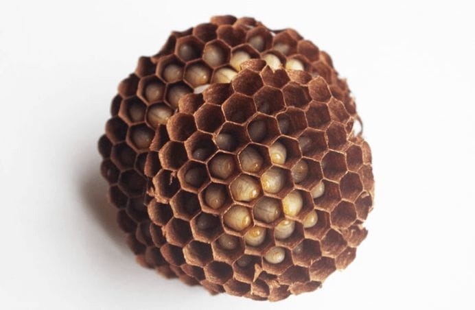 スズメバチの成虫は幼虫の分泌液を食べてる?