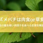 スズメバチは肉食なのに花の蜜を吸う？肉団子を食べる真相も徹底解説