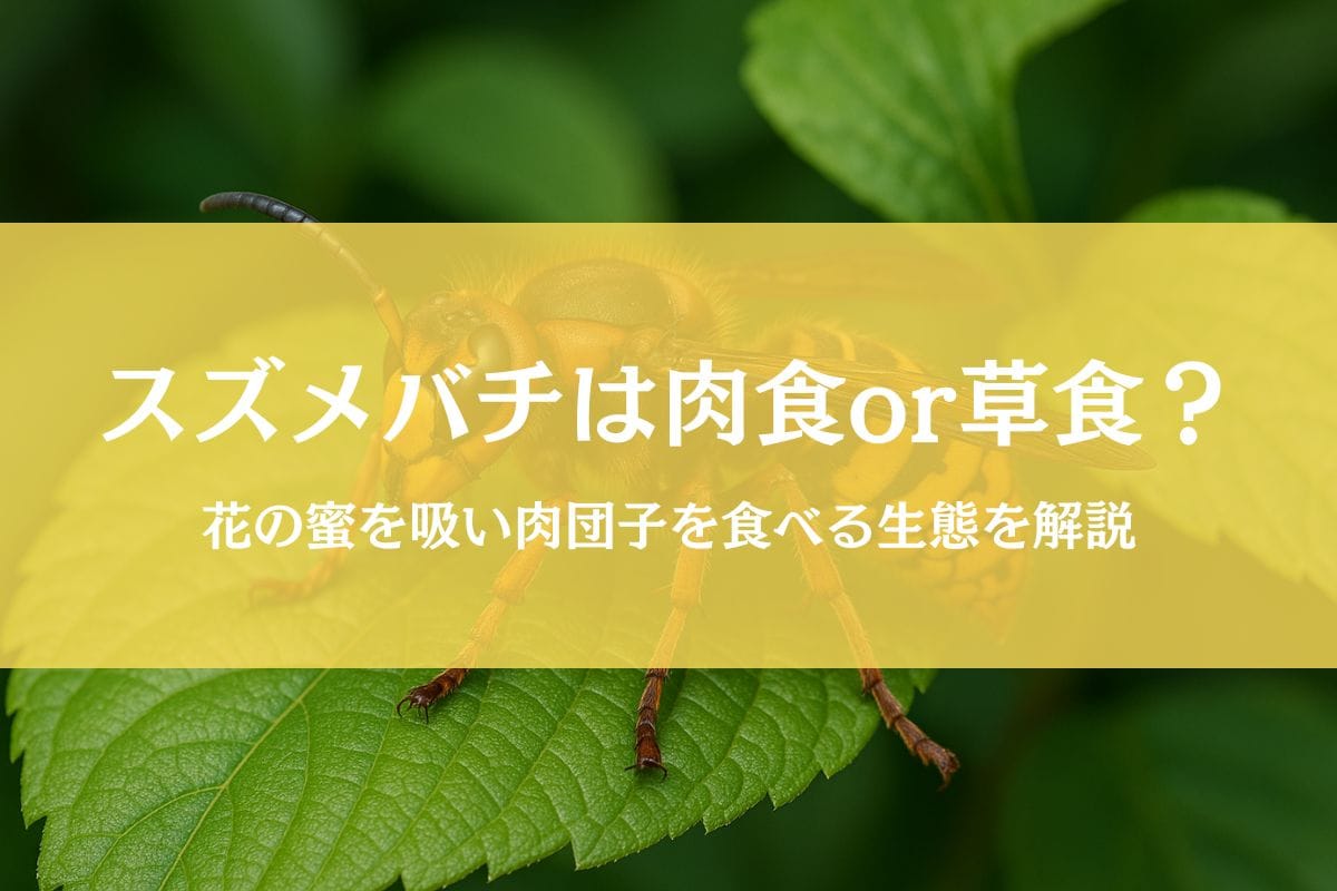 スズメバチは肉食なのに花の蜜を吸う?肉団子を食べる真相も徹底解説