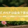 スズメバチは益虫か害虫か問題を解決！絶滅したらどうなるか徹底解説