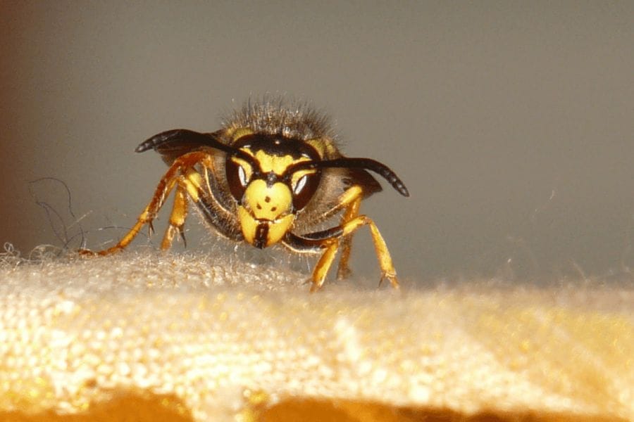 雀蜂の名前にスズメが入っている理由とは。由来を解説
