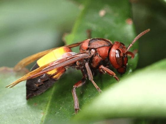 ツマグロスズメバチの名前の由来と特徴