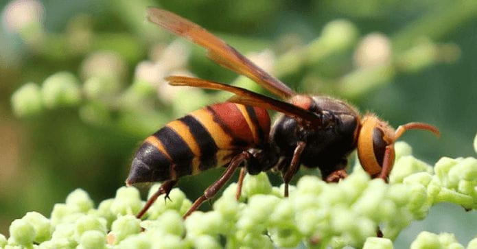 ヒメスズメバチの名前の由来と特徴