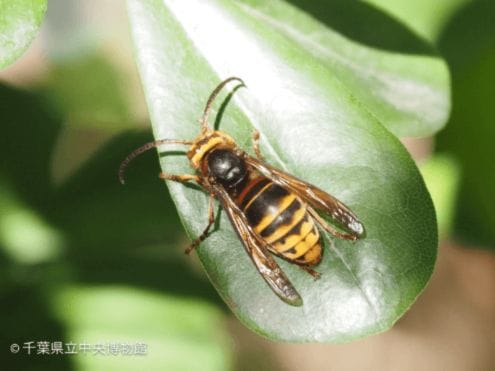 モンスズメバチの名前の由来と特徴