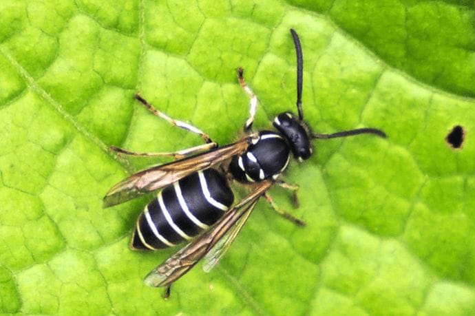 クロスズメバチの名前の由来と特徴