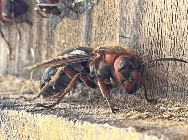 チャイロスズメバチの名前の由来と特徴