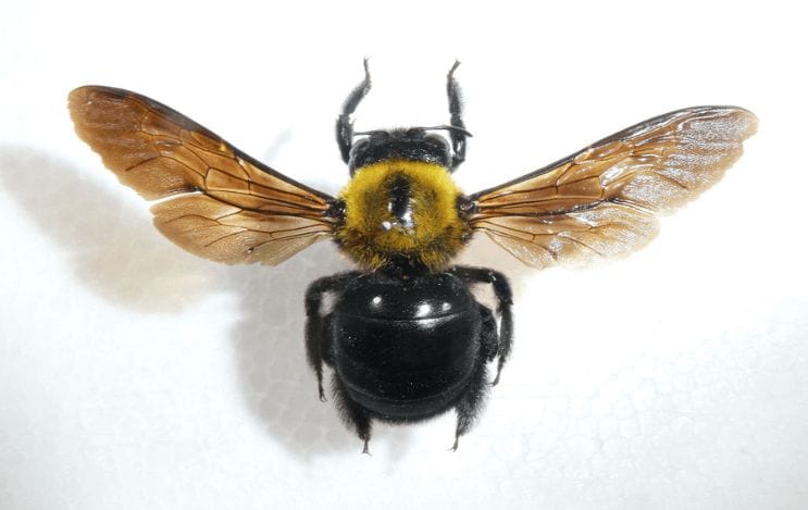 クマバチの特徴