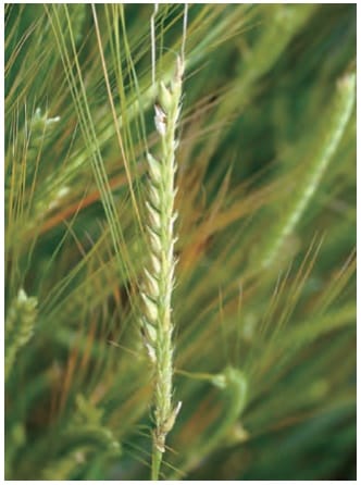 雀は大麦を食害する