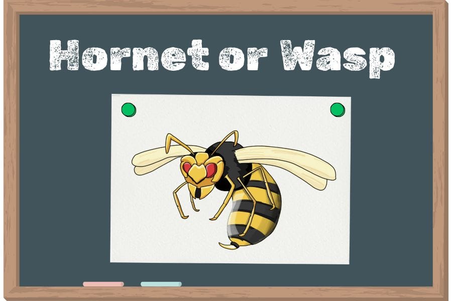 スズメバチは英語でhornetで合ってる?