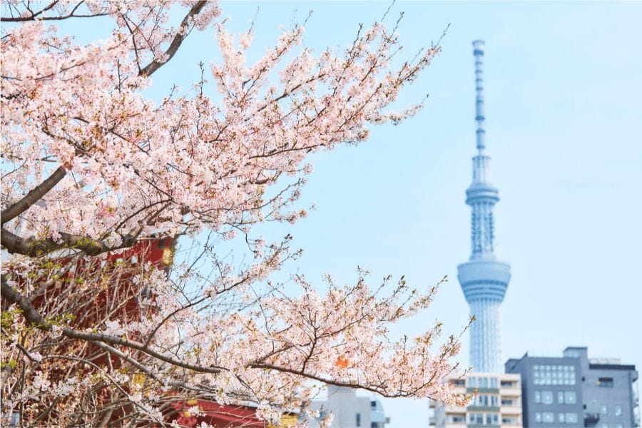 スズメバチが生息するのは日本だけ?