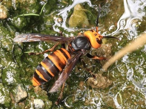 オオスズメバチの名前の由来と特徴