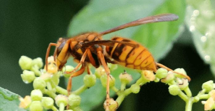 キイロスズメバチの名前の由来と特徴