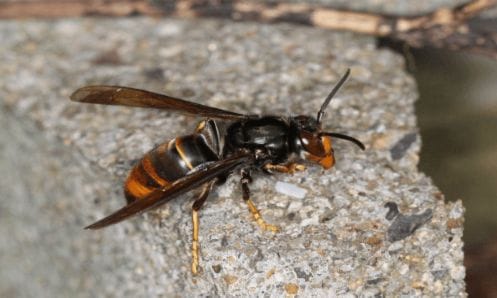 ツマアカスズメバチの名前の由来と特徴