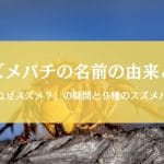 スズメバチの名前の由来＆種類別の特徴まとめ「なぜスズメ？」をズバッと解決！