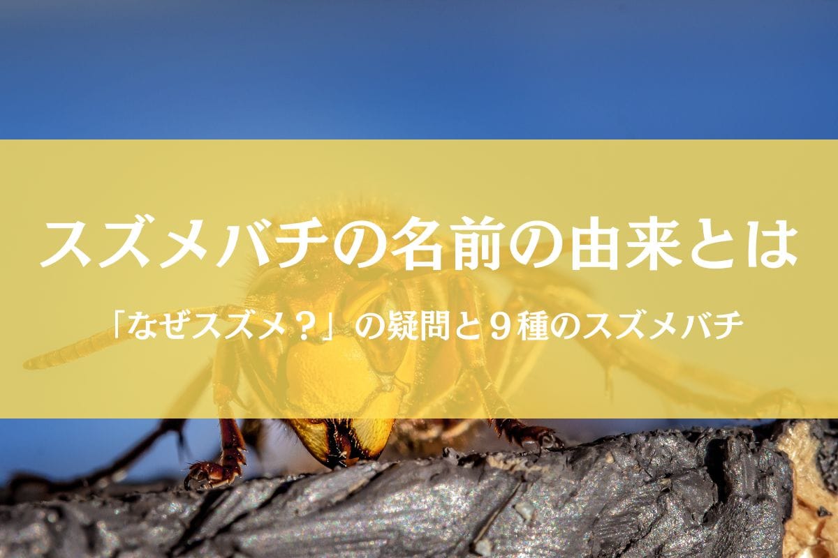 スズメバチの名前の由来&種類別の特徴まとめ「なぜスズメ?」をズバッと解決!