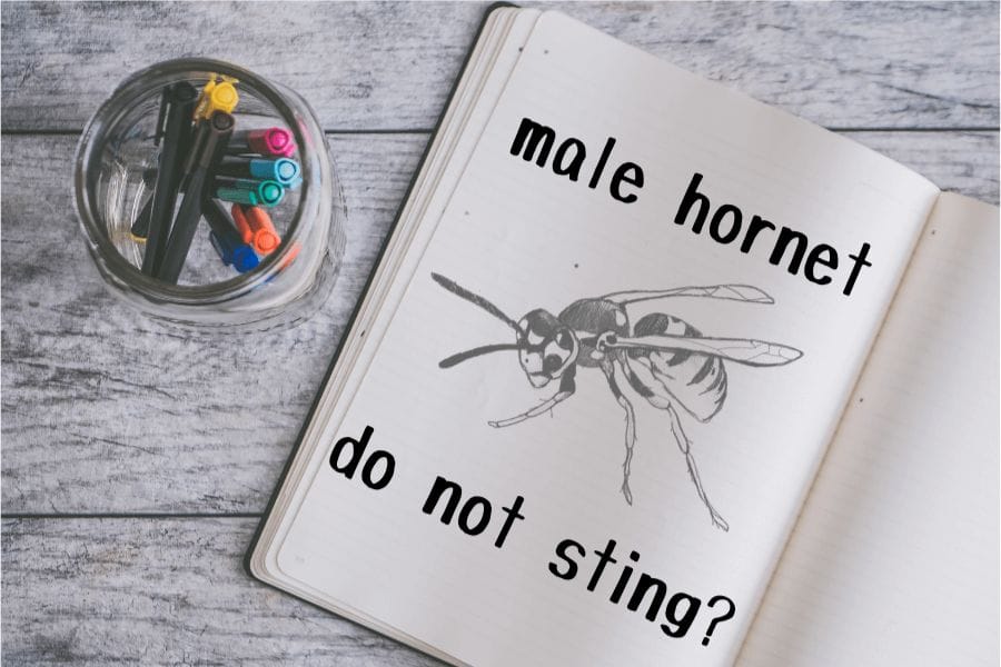 スズメバチのオスは毒針がないから刺さない？