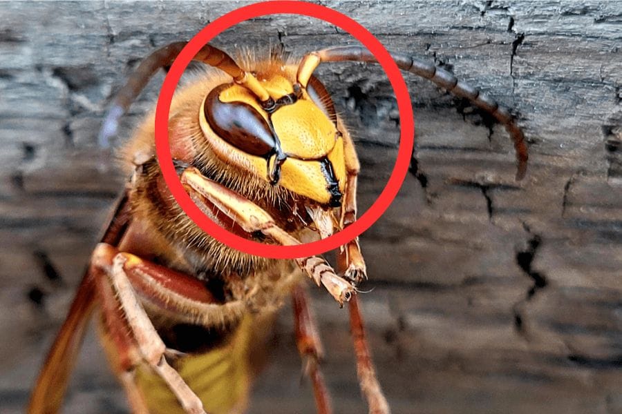 スズメバチのオスの顔には特徴がある？