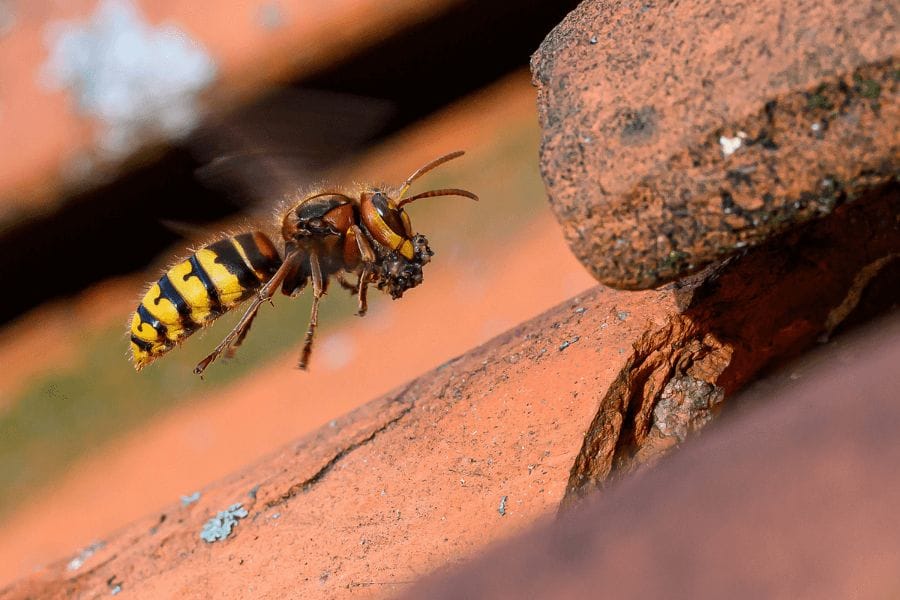 スズメバチの働き蜂の性別はオスとメスどっち？