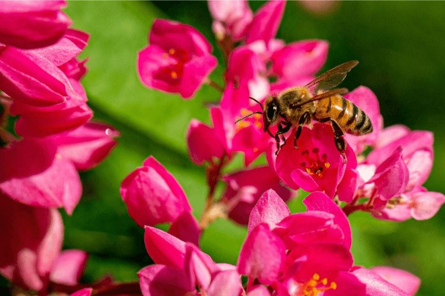 他の蜂も雄は刺さないの？