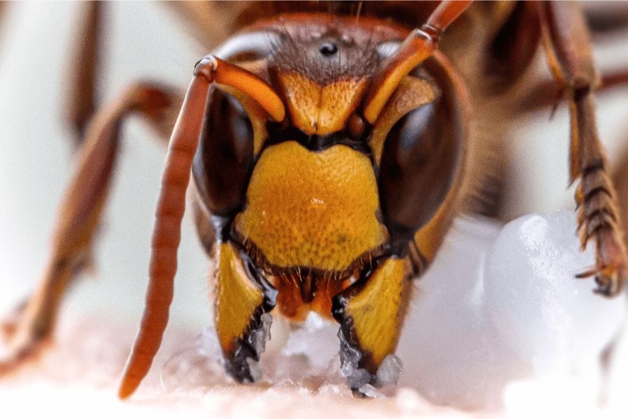 スズメバチのオスの攻撃は噛むだけだから安全？