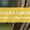 スズメバチのオスは針がないから刺さない？メスとの見分け方も徹底解説