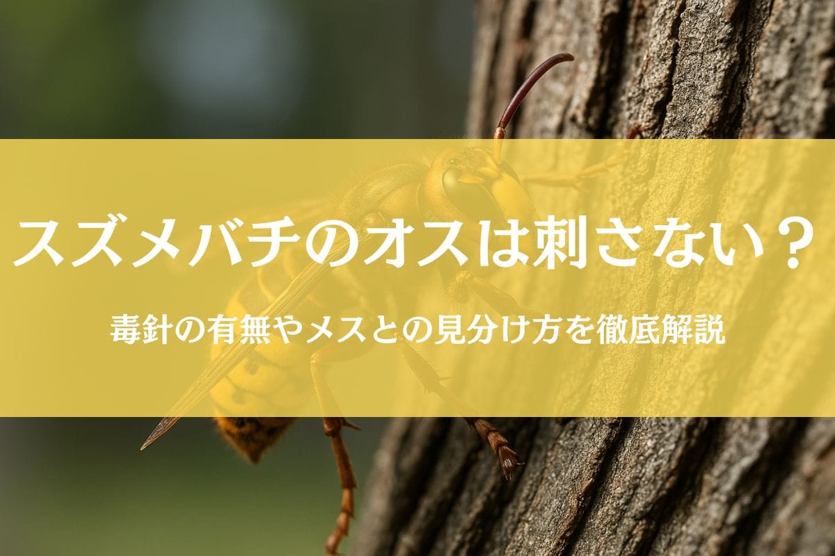 スズメバチのオスは針がないから刺さない？メスとの見分け方も徹底解説