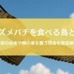 スズメバチを食べる鳥「ハチクマ」とは｜生息地～刺されない理由まで天敵に迫る