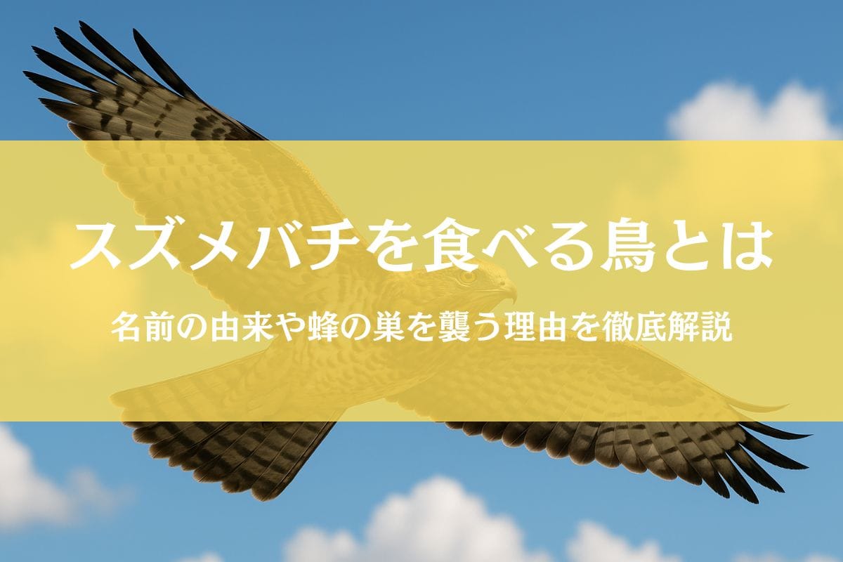 スズメバチを食べる鳥「ハチクマ」とは｜生息地～刺されない理由まで天敵に迫る