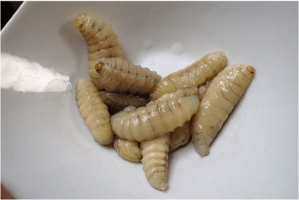 スズメバチの幼虫を生で食べることは可能?