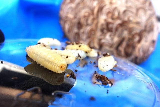 スズメバチの幼虫に名前や愛称はある?