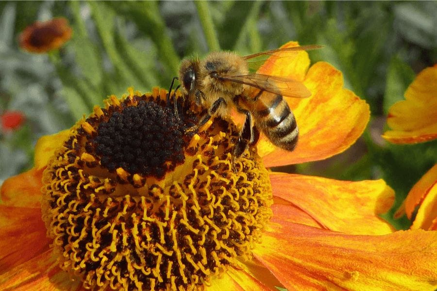 幼虫を共食いする蜂の種類