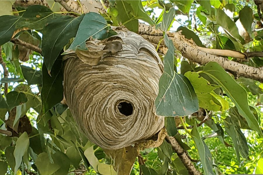 スズメバチの巣に幼虫は何匹いるのか