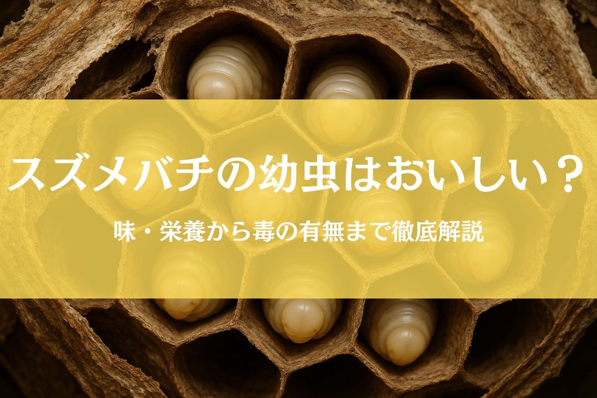 スズメバチの幼虫を食べる前に|味や栄養~毒の有無まで疑問を解消