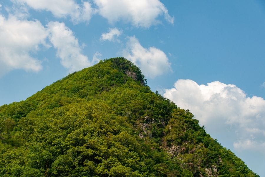 蜂がいない山ってあるの？