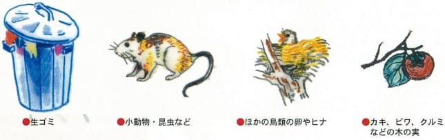 カラスが食べているものとは