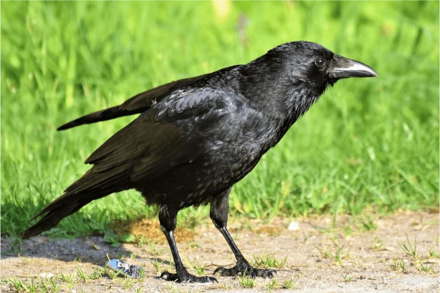 生ゴミはカラスにも狙われる
