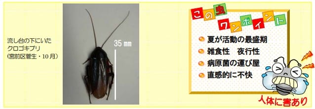 ゴキブリが食べるもの