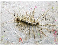 ゲジゲジが頭を這うと禿げるのは真実か?