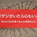 ゲジゲジが一匹いたらゴキブリもいる？謎の生態と安全な対処法を徹底ガイド