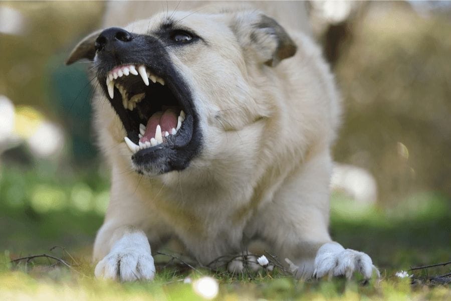 犬はゴキブリを怖がる?