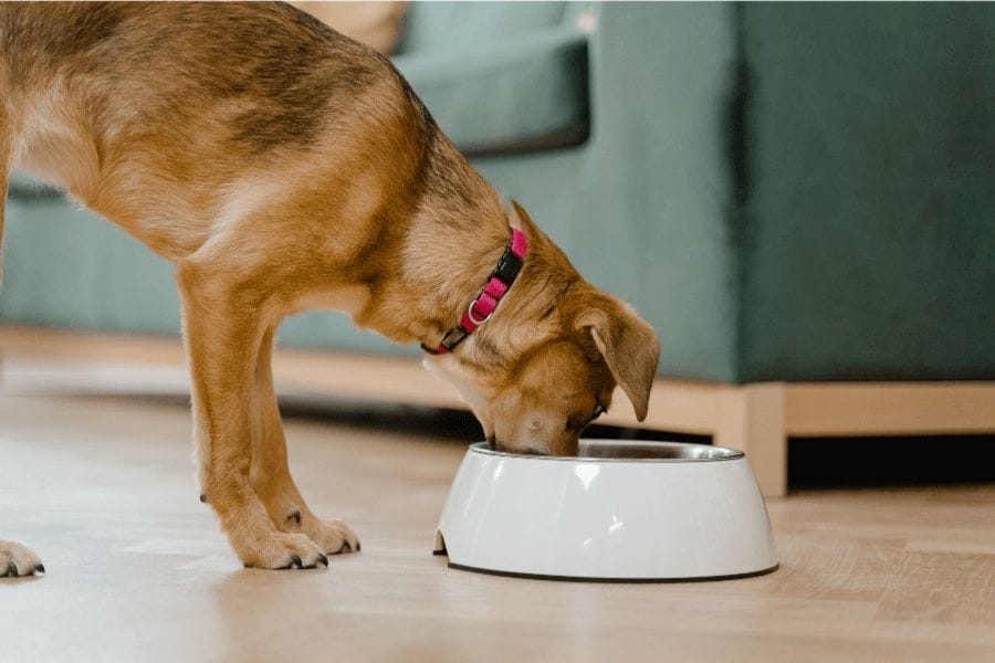 犬がゴキブリを食べる危険性